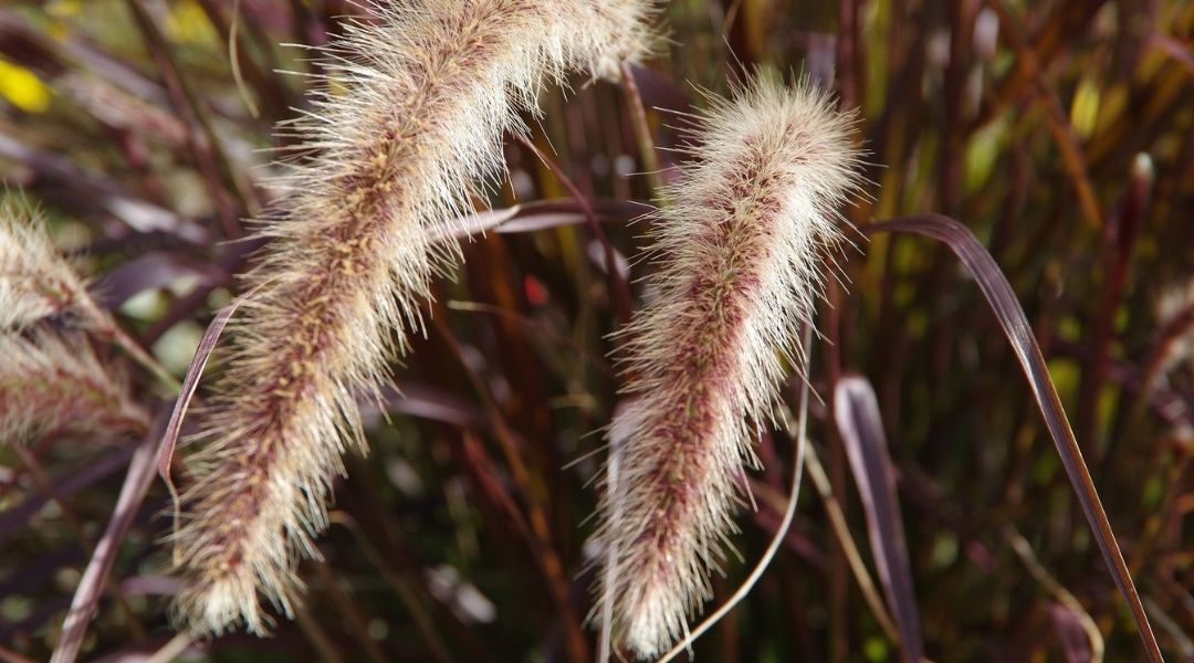 Seed heads of reddish fountain grass in Tucson.