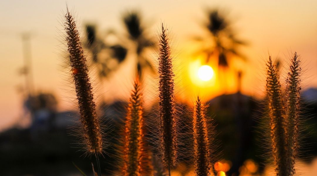 Fountain grass seed heads at sunset with palm trees in the background.