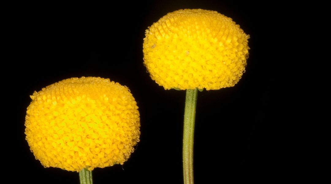 Closeup of Stinknet or globe chamomile flowers.