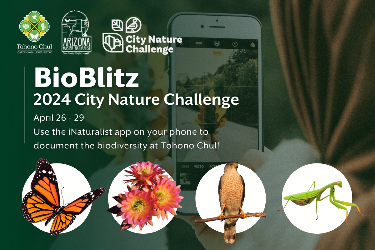 BioBlitz: City Nature Challenge!