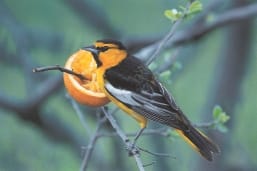 A bullocks oriole perches on a tree branch to snack on an orange