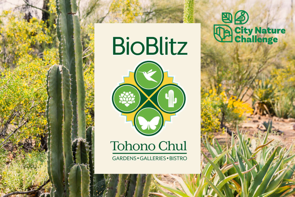 BioBlitz – City Nature Challenge