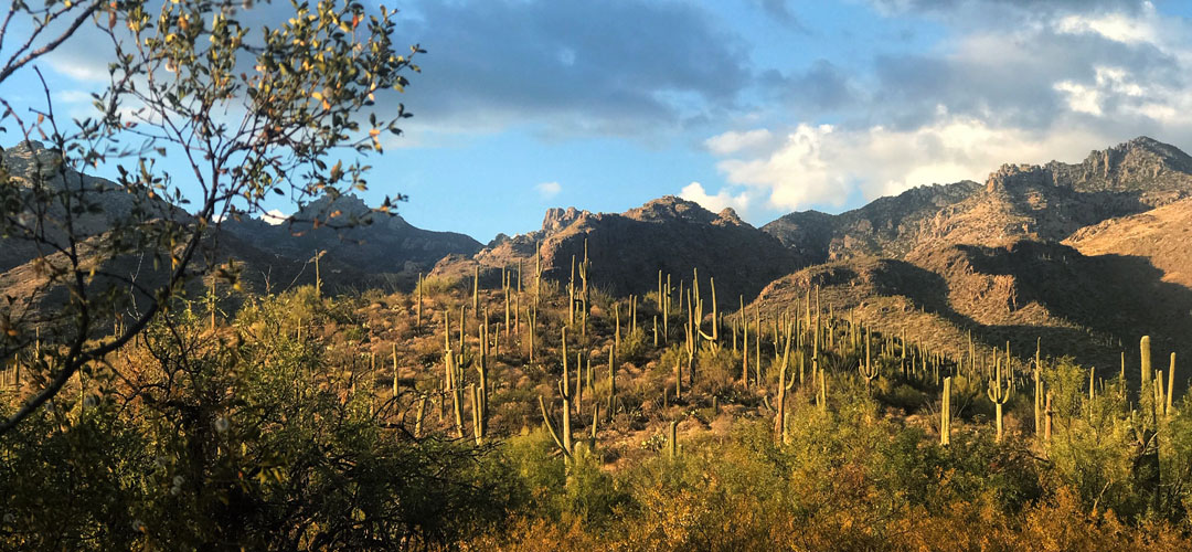 Sabino Canyon in Tucson in December