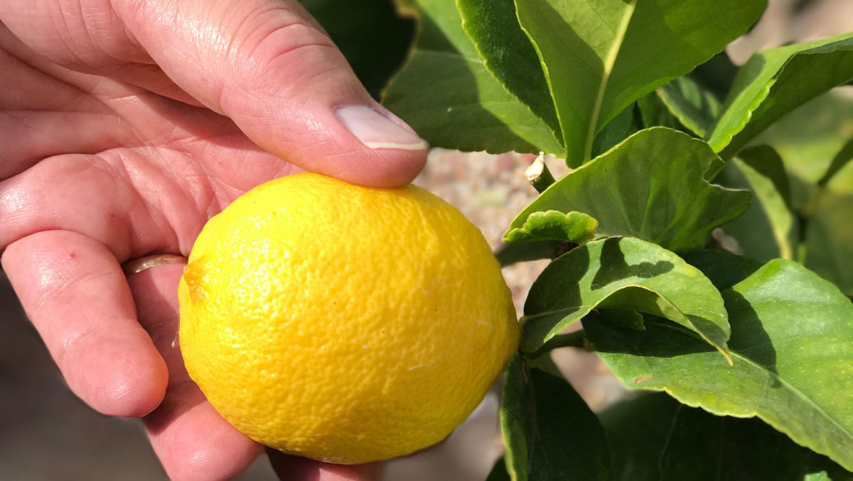 TYGR lemon tree