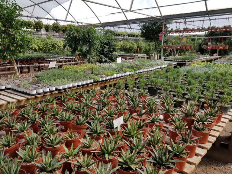 Green Things greenhouse 768x576