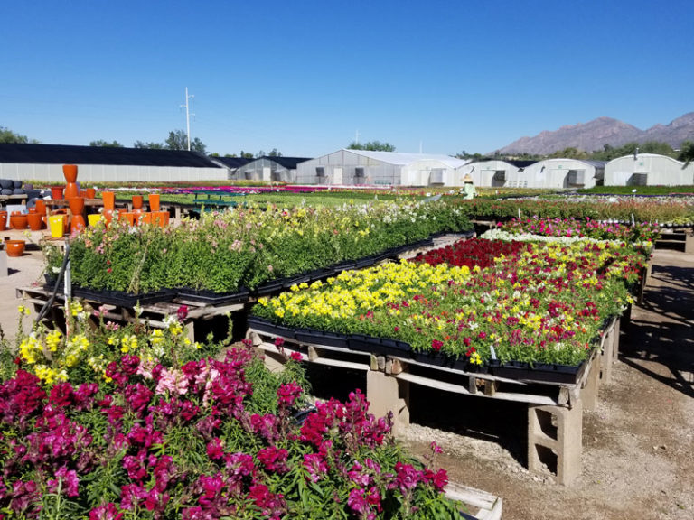 Green Things outdoor flowers 768x576