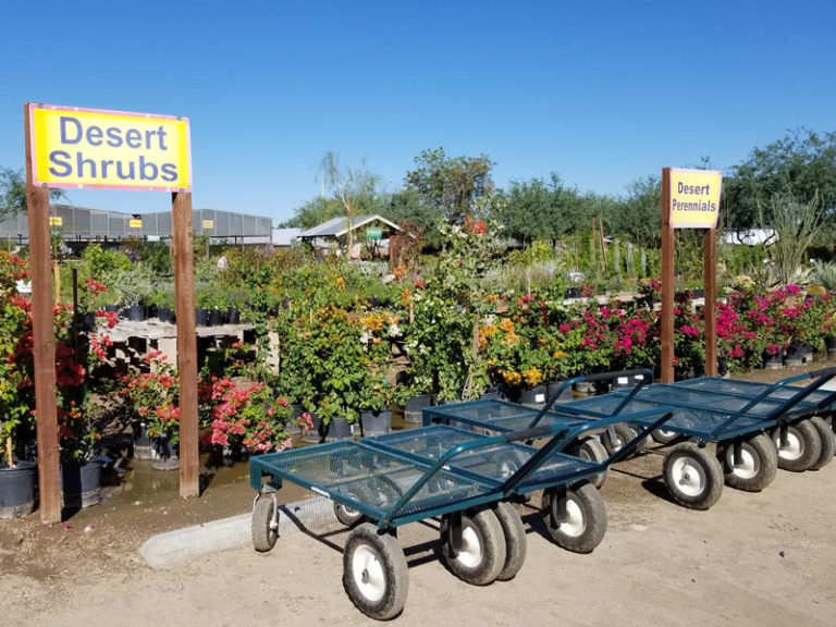 Green Things shrubs 768x576