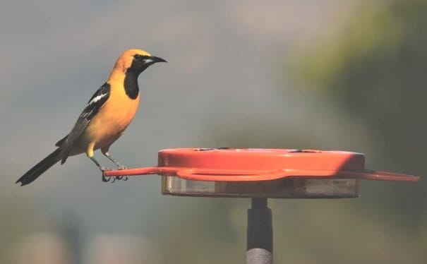 A hooded oriole perched on the edge of a red birdfeeder