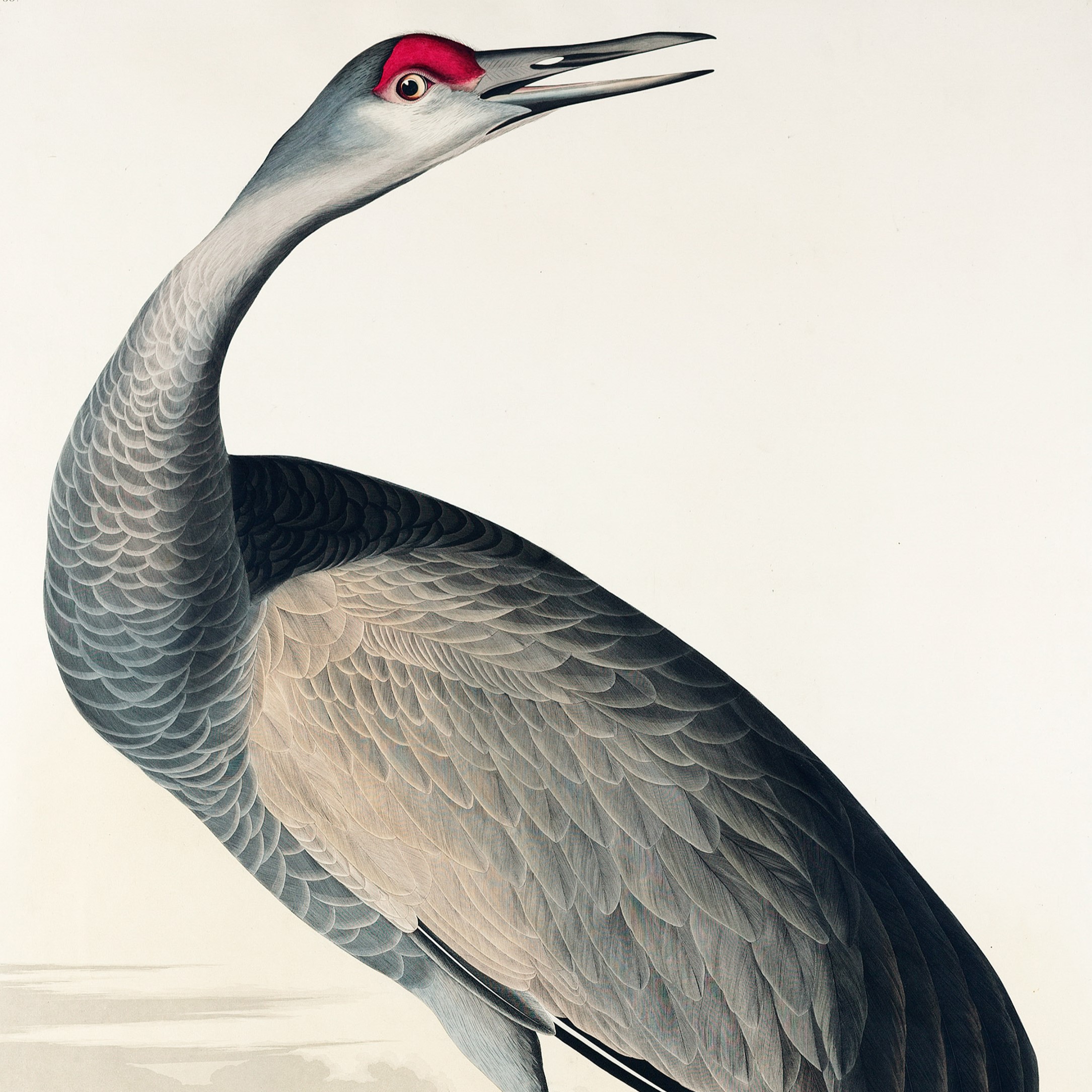 Lecture – An Exuberance of Cranes
