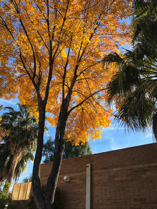 Arizona ash tree fall color