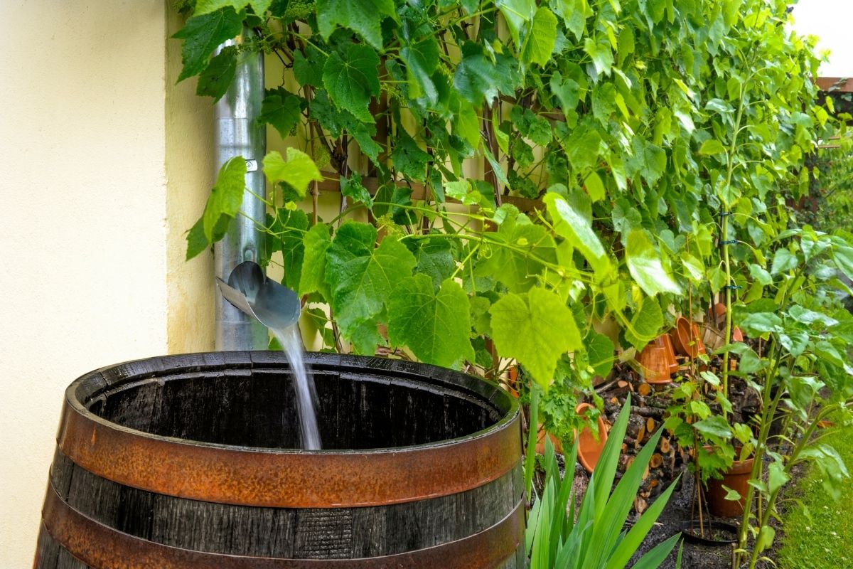 Water flows from a rain gutter into a wooden barrel, surrounded by green leaves.