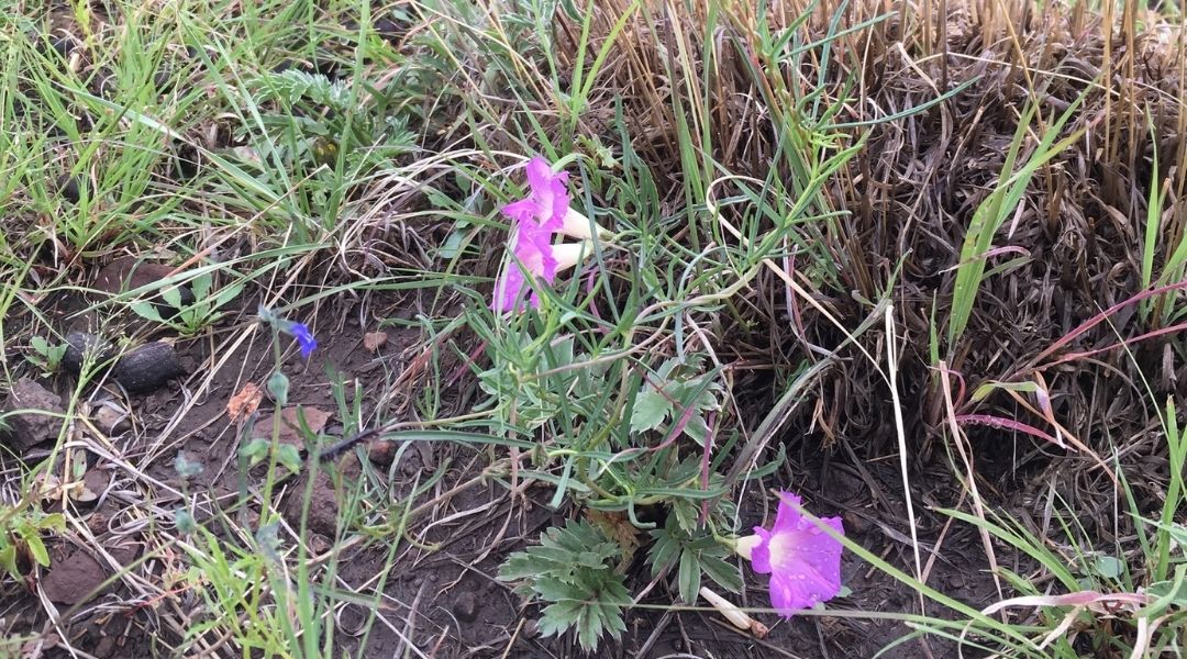 Ipomoea pummerae, a native species of morning glory in Arizona, flowering in a field.