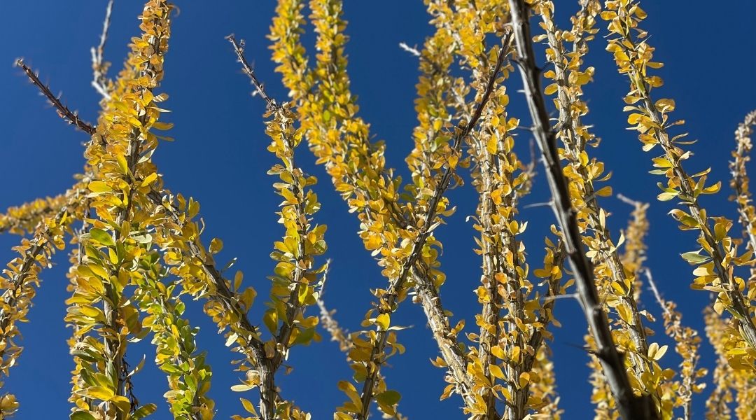 Yellow ocotillo leaves on a plant in Tucson in October.
