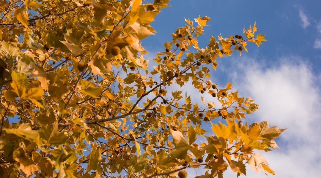 Close-up of an Arizona Sycamore with yelllowish orange fall foliage.