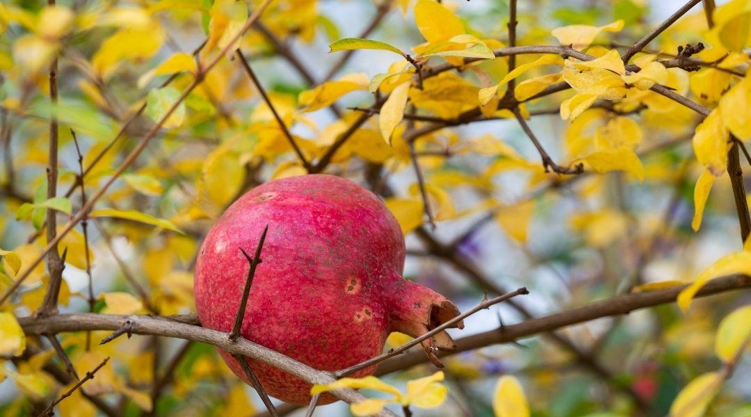 Close-up of pomegranate fruit in front of yellow pomegranate tree leaves in late autumn.