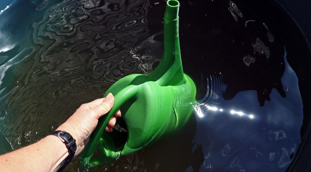 A green watering can being dipped in a barrel full of rainwater