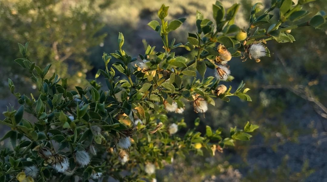 Close-up of creosote in Tucson in November.