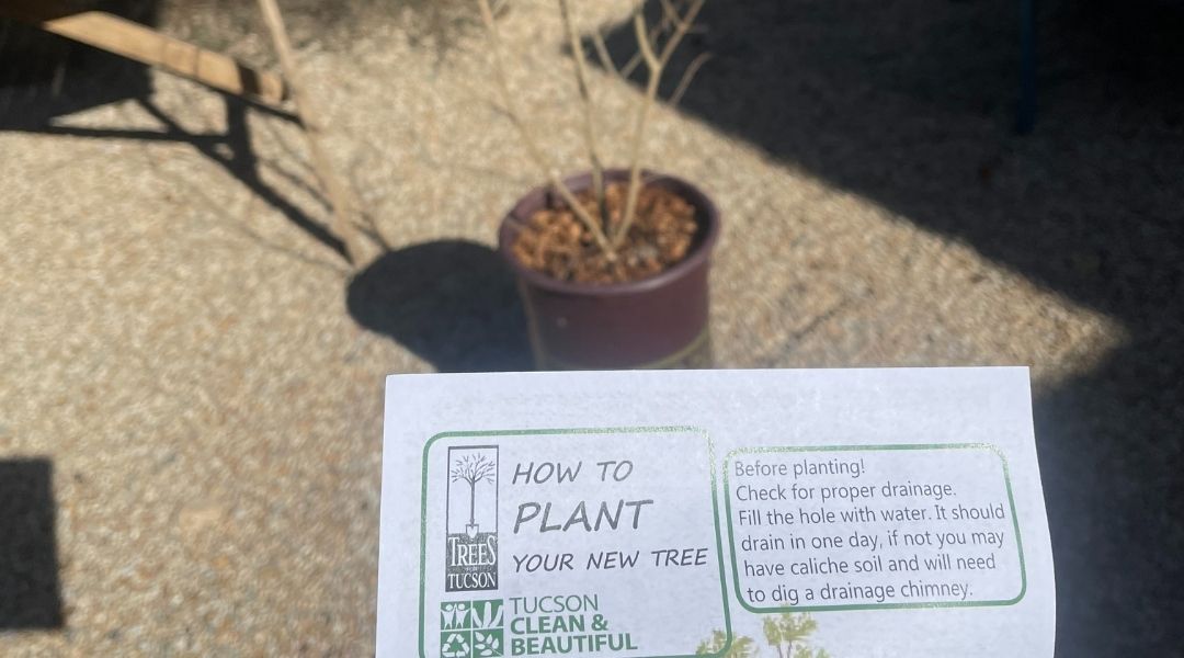 Paper with "How to Plant Your New Tree" in front of a pomegranate tree in a nursery container