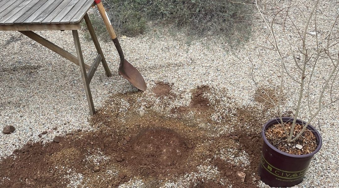 A shovel leaning against a table with a small hole in the ground next to a tree in a nursery container