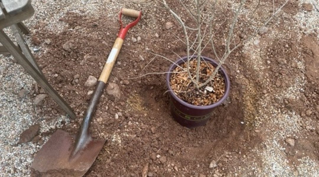 A potted tree in a planting hole with a shovel or spade lying next to it