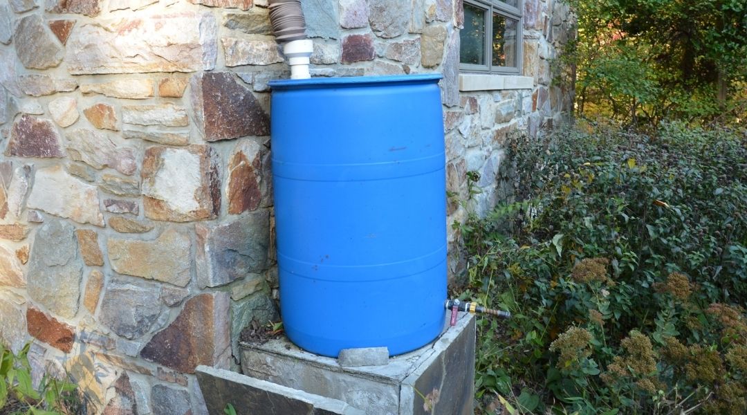 A blue barrel used as a rain barrel for rainwater collection.
