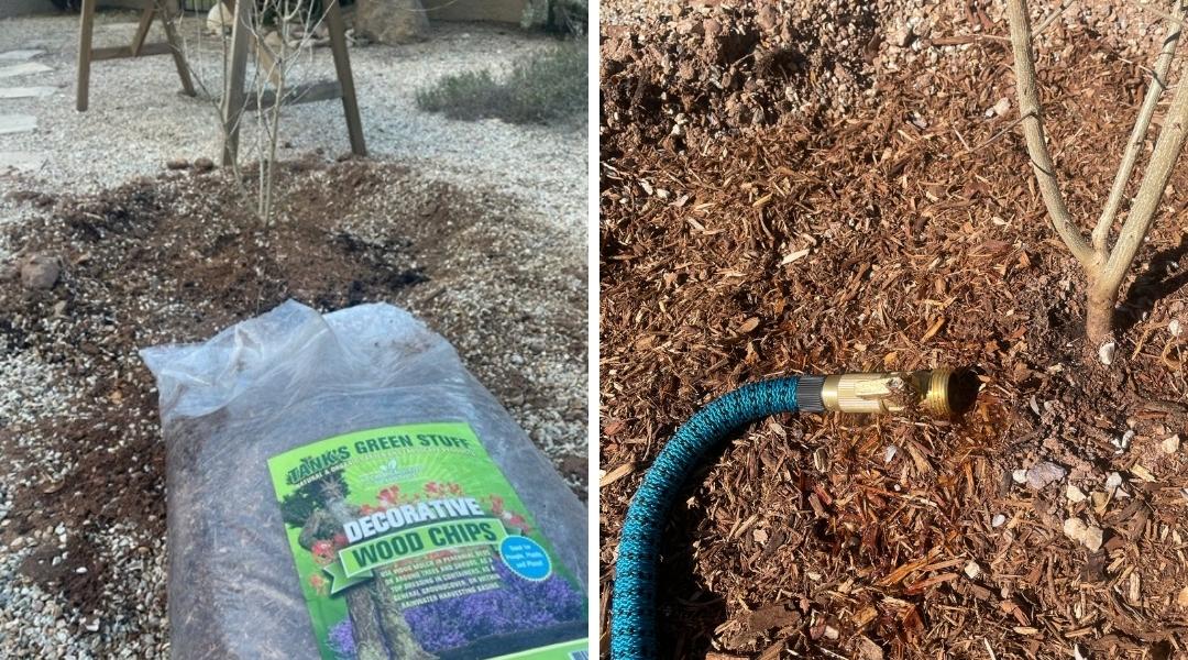 Two photos: photo on left shows organic wood mulch being placed around tree, photo on right shows a garden hose used to water the young tree