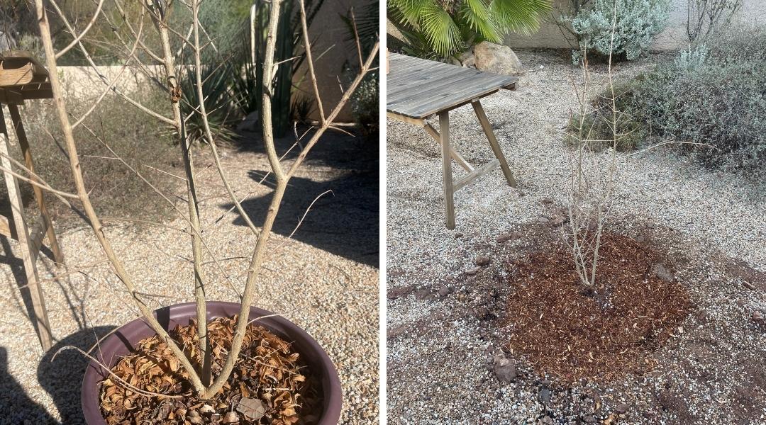 Before and after photos from planting a pomegranate tree in a Tucson yard