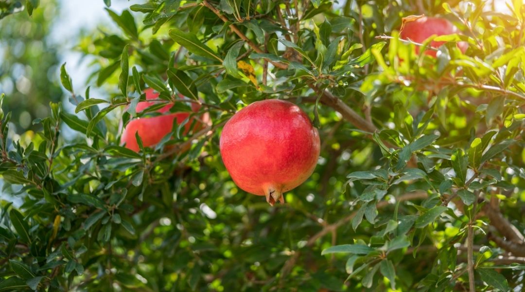 Pomegranate tree with green leaves and red fruit