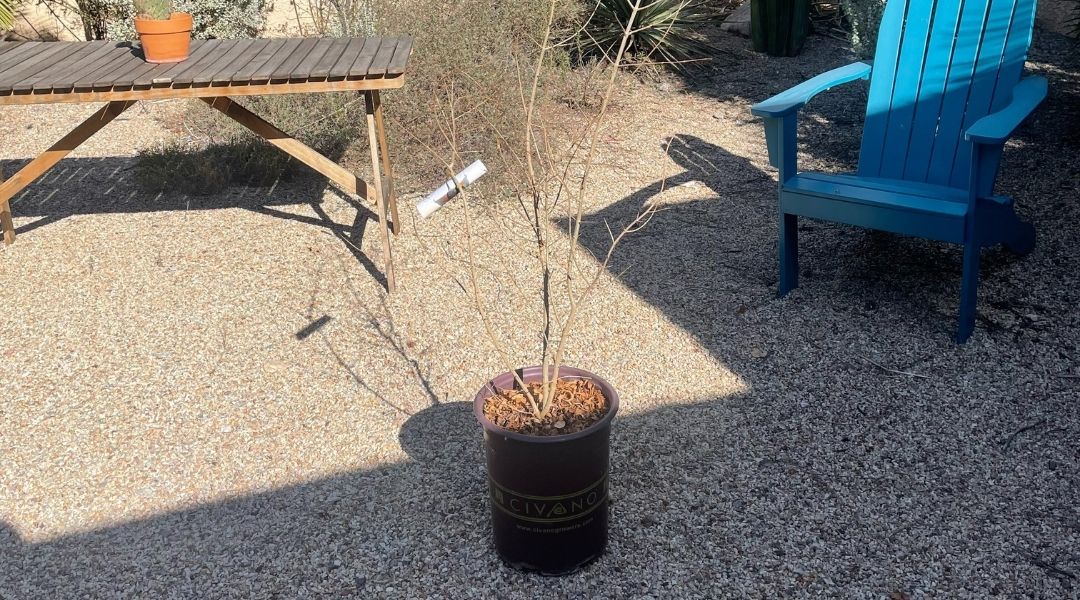 A pomegranate tree in a nursery container sits in a Tucson-area yard