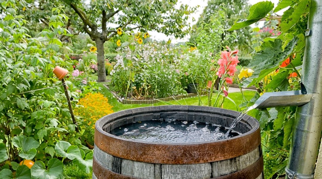 Water flowing from a rain gutter into a wooden rain barrel with a lush garden behind.