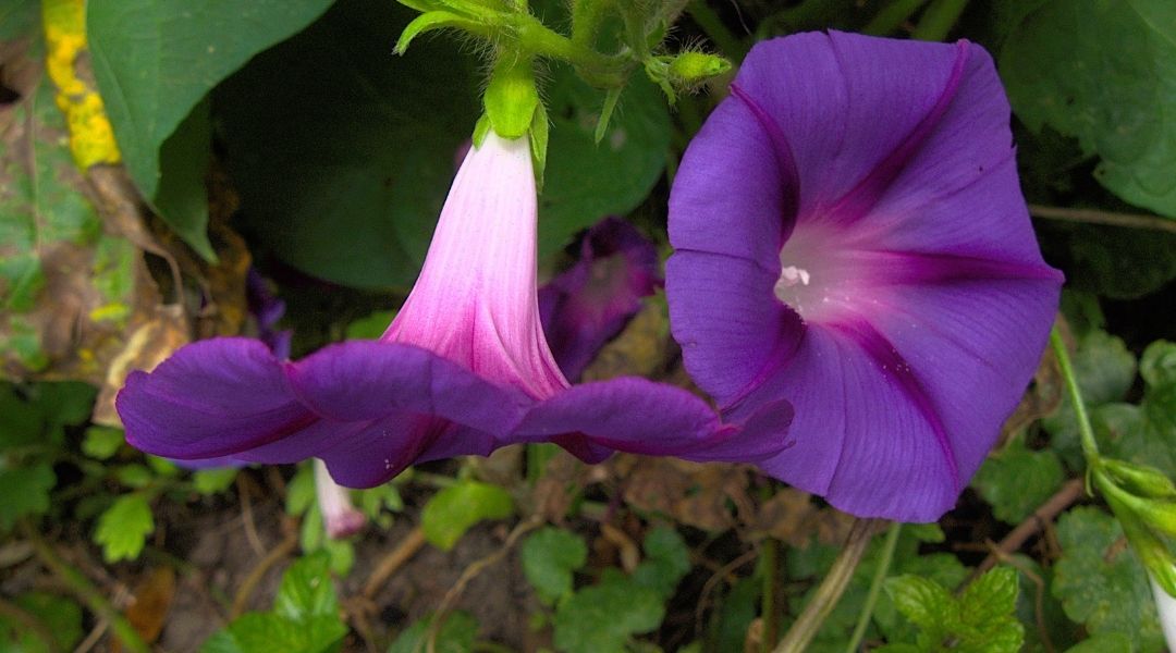 Purple flowers of morning glory, Ipomoea purpurea, classified as a noxious weed in Arizona