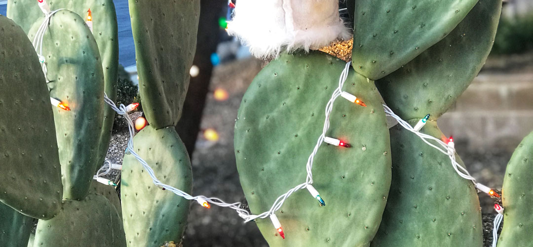 TYGR Christmas cactus prickly pear