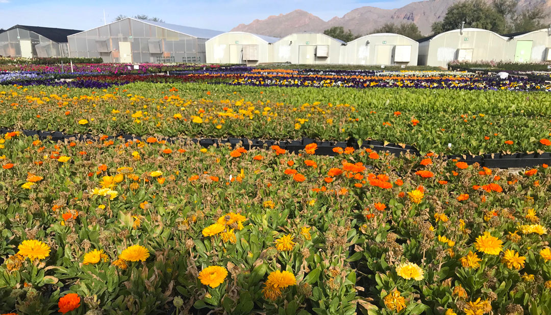 flowers being grown at a nursery called Green Things in Tucson Arizona