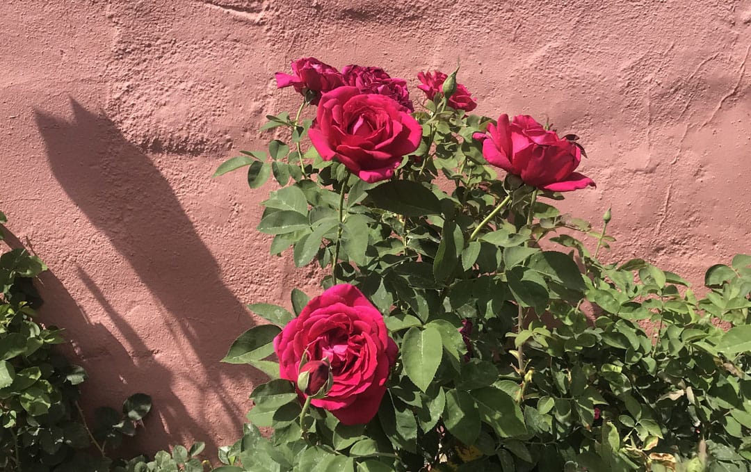 Pink rose-filled rosebushes line a wall at the Arizona Inn in Tucson, Arizona