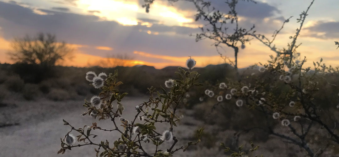 Creosote branches in the foreground, mountains and a sunset in the background on a hiking path in Tucson