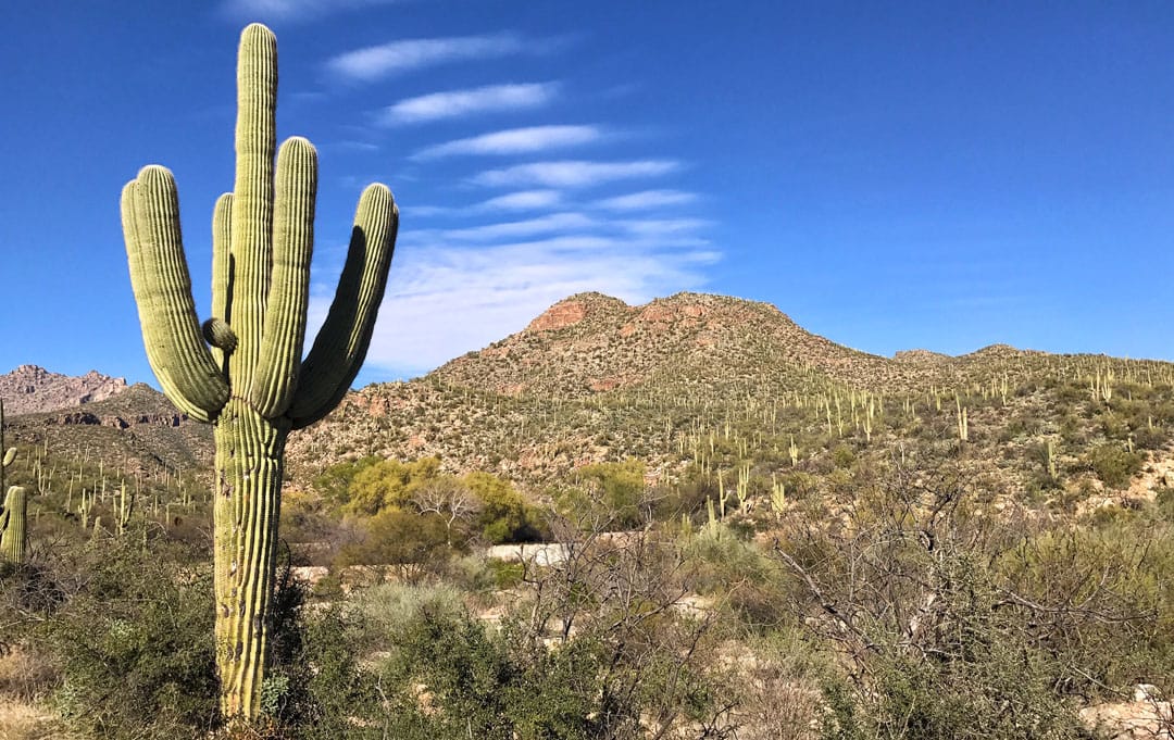 Saguaro cactus at Sabino Canyon in Tucson