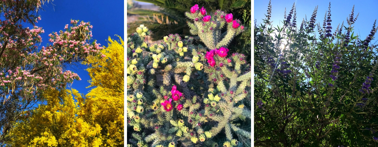 Desert willow, palo verde, cholla, and chaste tree showing various colors of spring blooms in Tucson