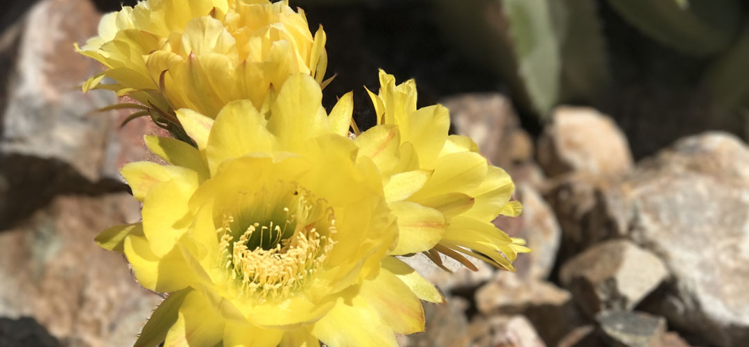 Yellow flowers on a cactus in Tucson