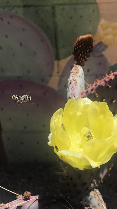 A bee heads towards a yellow cactus flower in Tucson