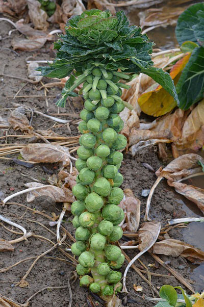A brussels sprouts plant grows in a garden
