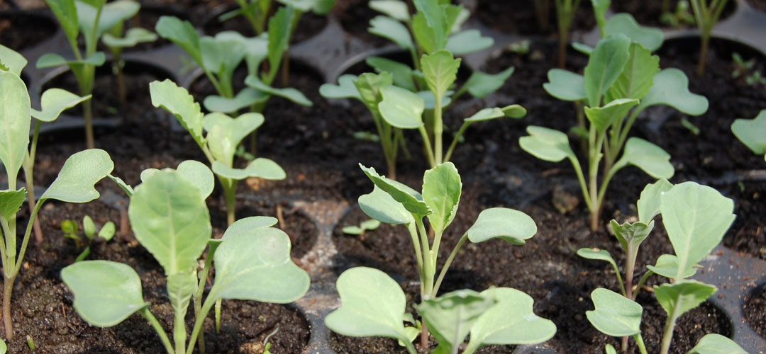 TYGR cabbage seedlings