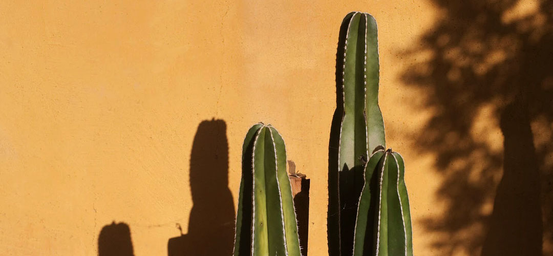 Cactus in Tucson yard