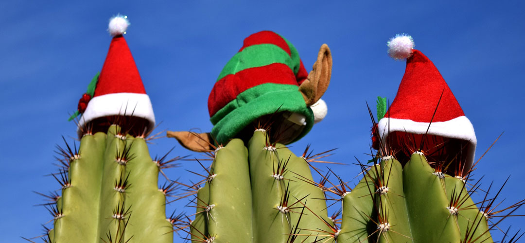 How to Bring a Christmastime Feel to your Tucson Home and Yard