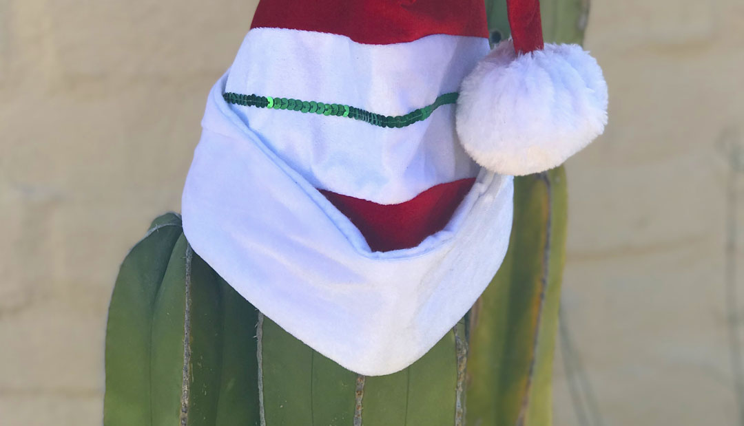 TYGR santa hat cactus