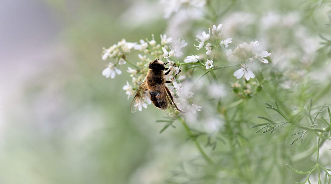 a bee pollinates a coriander flower