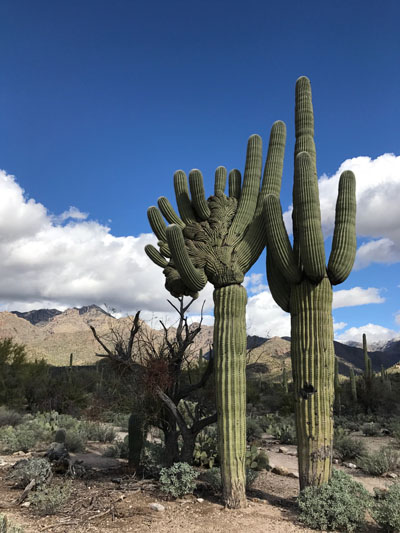 Two saguaros, one crested, at Sabino Canyon in Tucson
