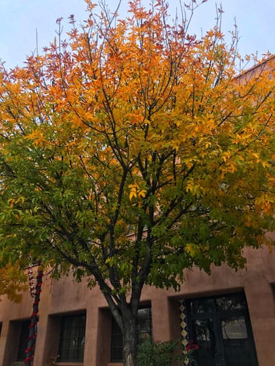 A tree's leaves change from green to orange in Tucson
