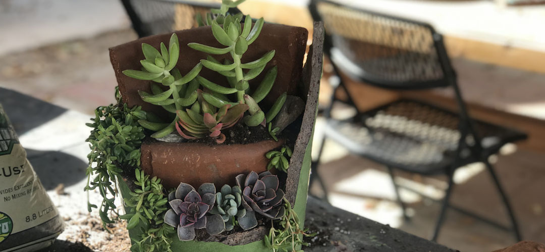 Succulents planted in a broken pottery planter at Green Things in Tucson Arizona