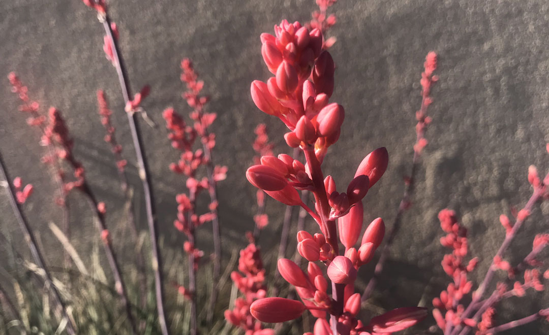 Red-flowered Yucca