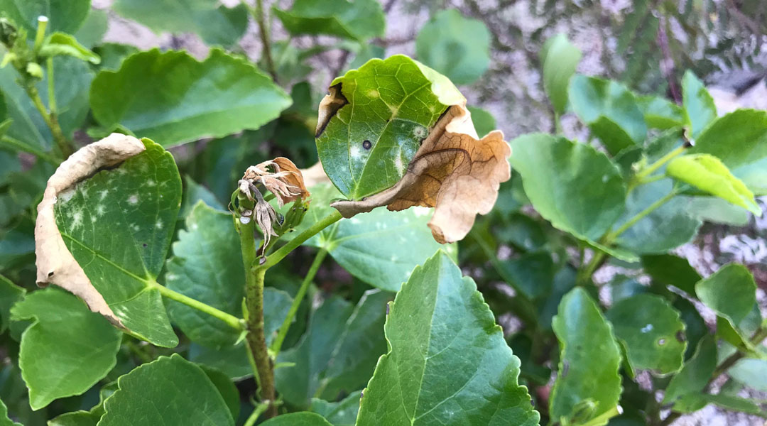 A hibiscus plant with frost damage to its leaves